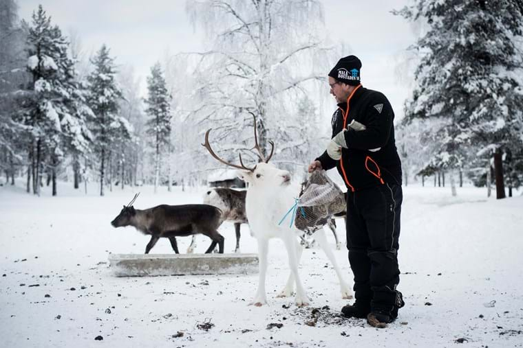 Börje och sina renar i Släppträsk